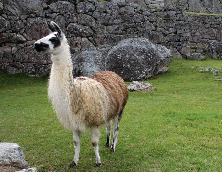 image50